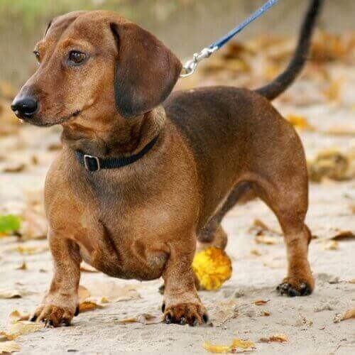 What Are The Key Characteristics of Dachshund?