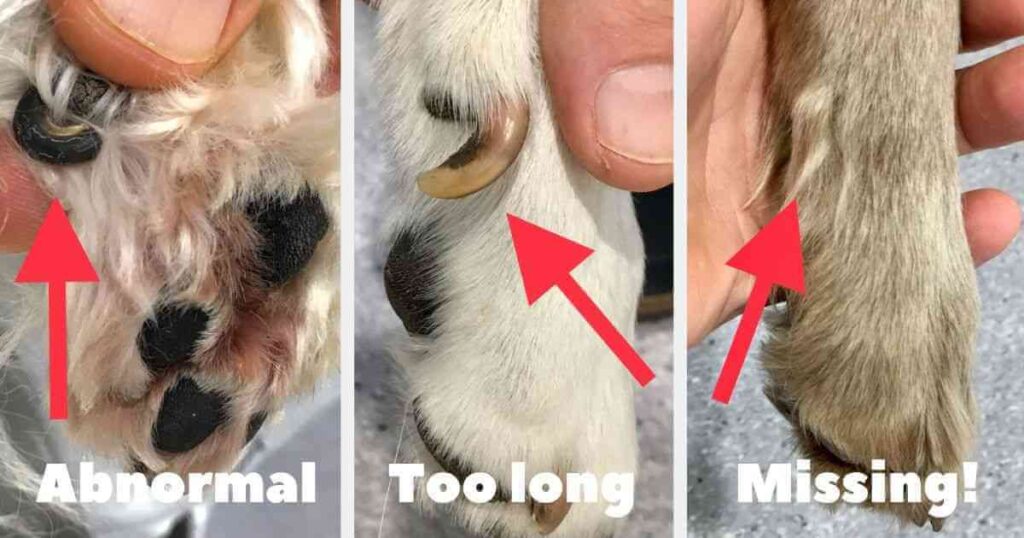 Everything About Dewclaws on Dogs