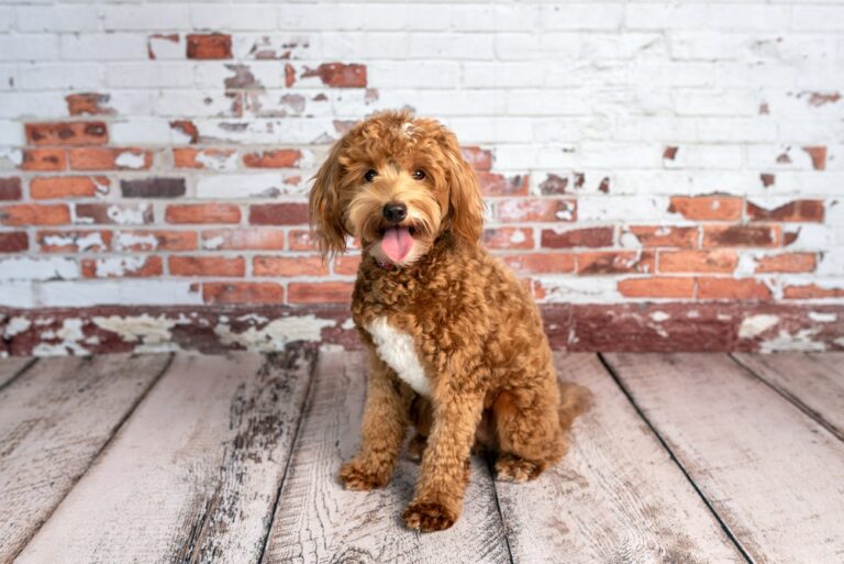 Finding the Best Toy Goldendoodle