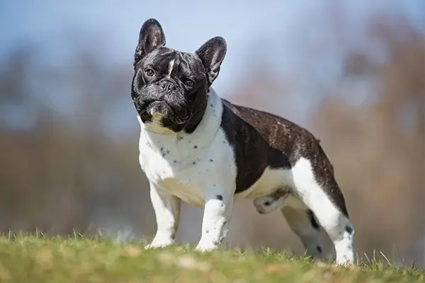 What Are Common Health Issues in French Bulldog?