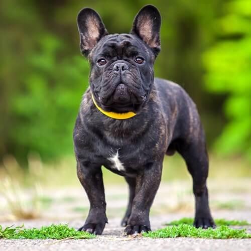 What Are The Key Characteristics of French Bulldogs?