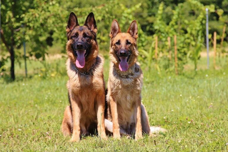 German Shepherd Mixes dog breed