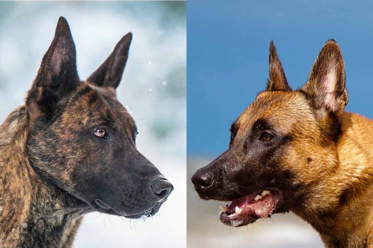 How Aggressive Are Belgian Malinois?