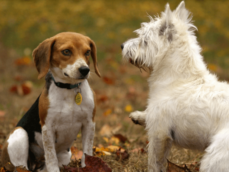 How to Manage Aggression Among Pet Siblings