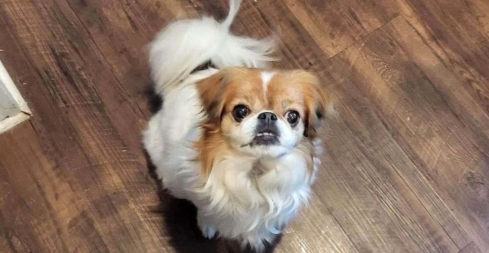 Japanese Chin Dog