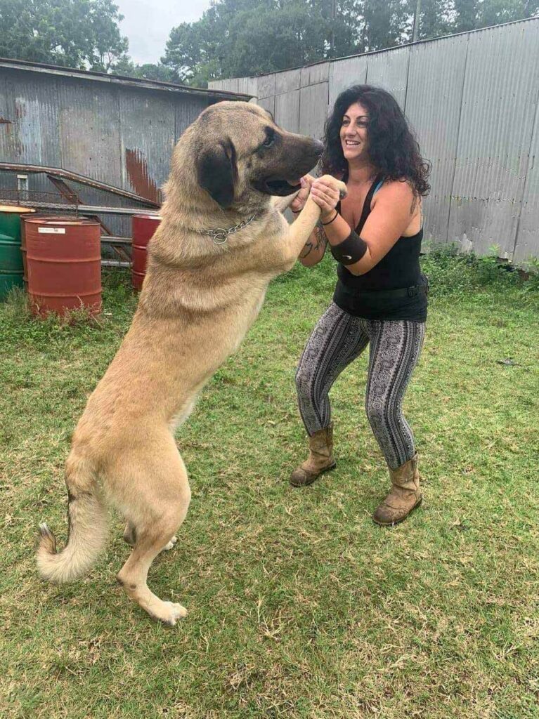 Kangal Dog