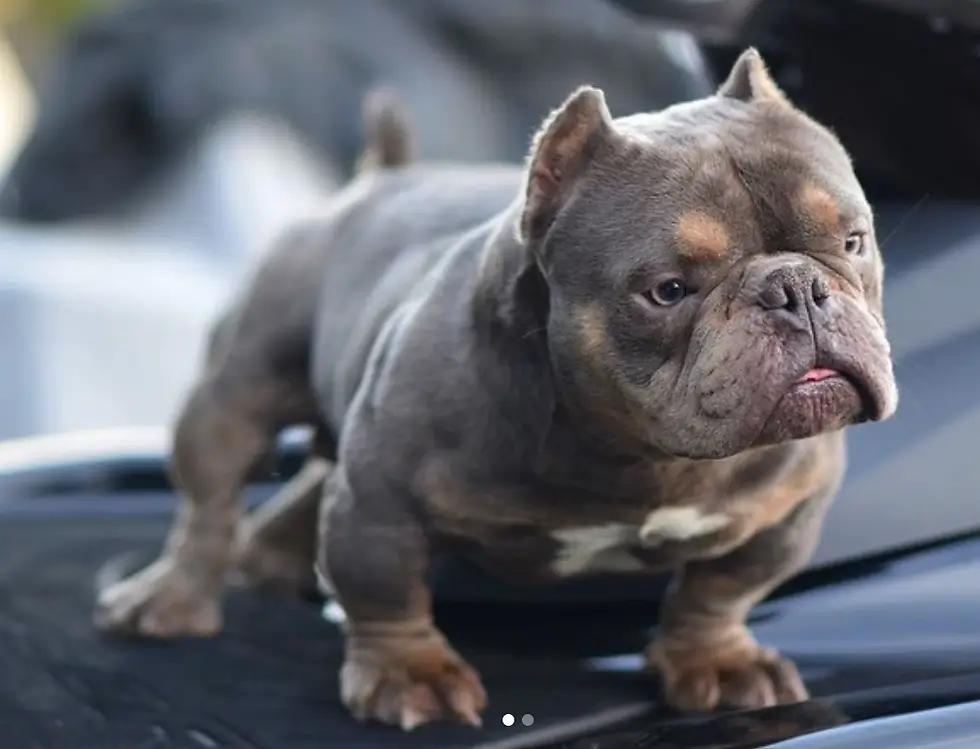 Micro Bully dog breed