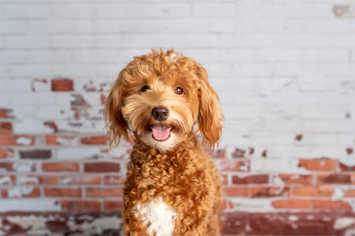 Mini Goldendoodle dog breed