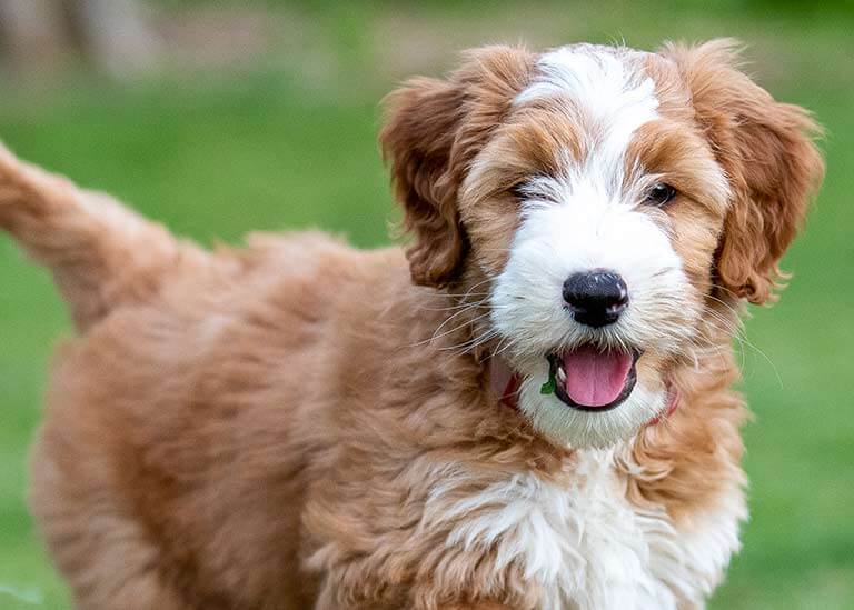 Mini Goldendoodle dog Temperament