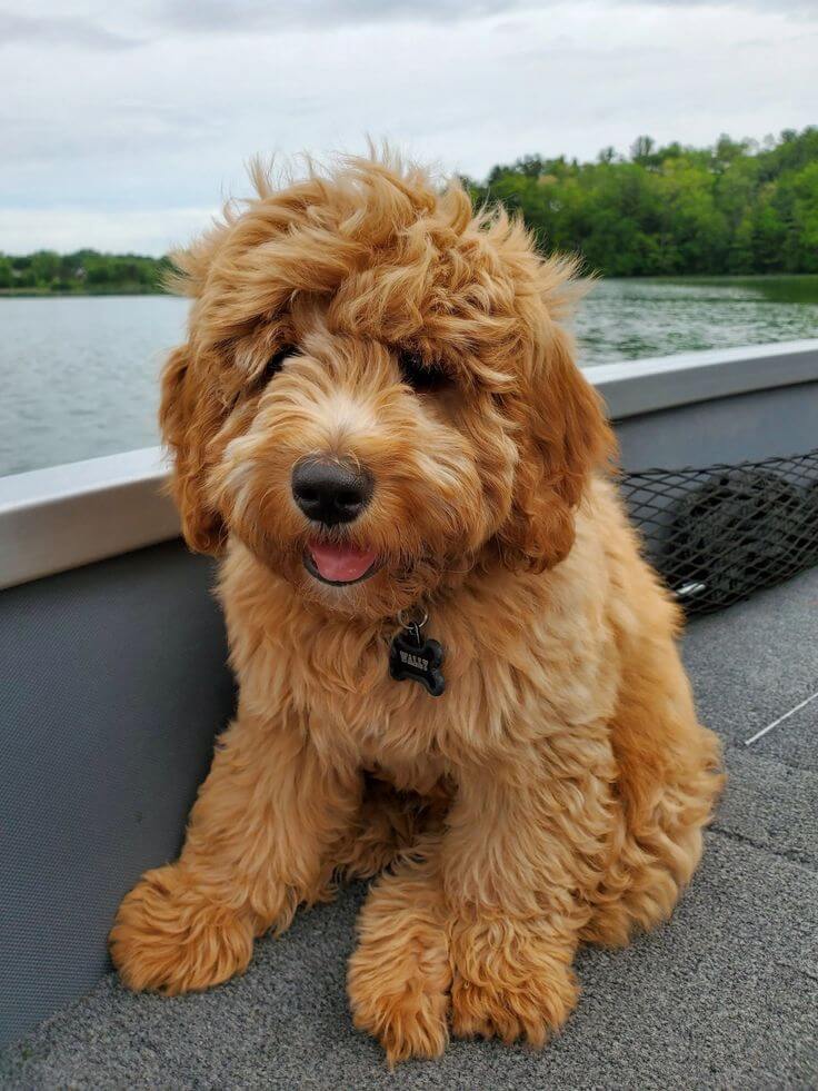 Mini Goldendoodle dog