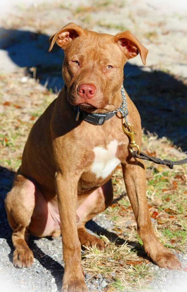 Red Nose Pitbull Dog