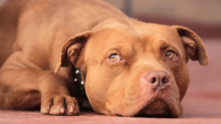 Red Nose Pitbull dog breed