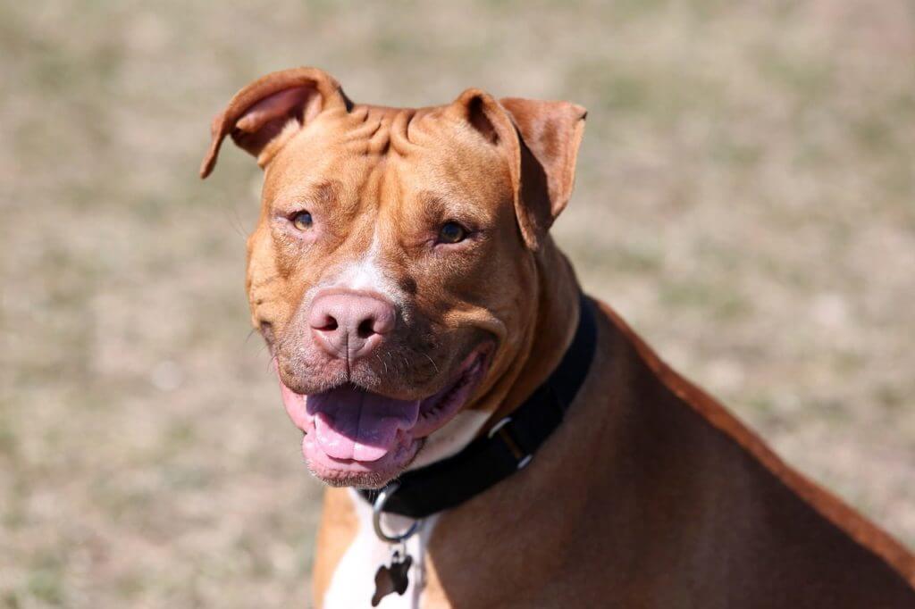 What Size Is a Red Nose Pitbull?