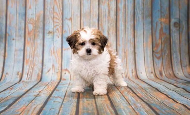 Shih-Poo Doodle Health and Lifespan