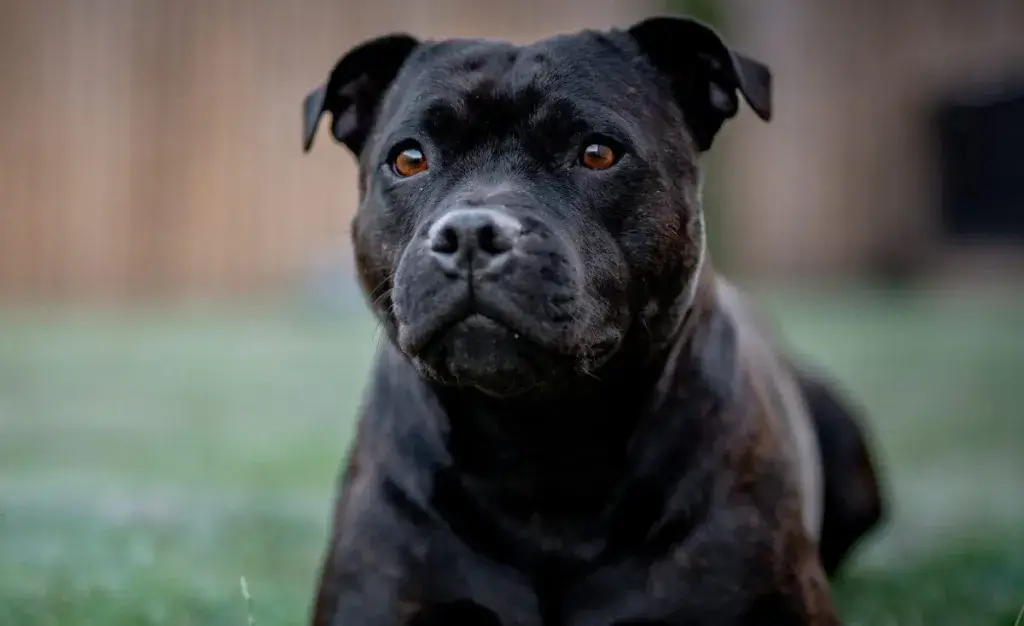 Staffordshire Bull Terrier dog breed