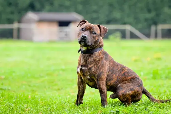 Staffordshire Bull Terrier Dog Temperament and Personality