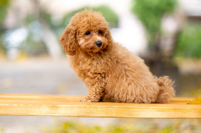 Teacup Poodle Dog