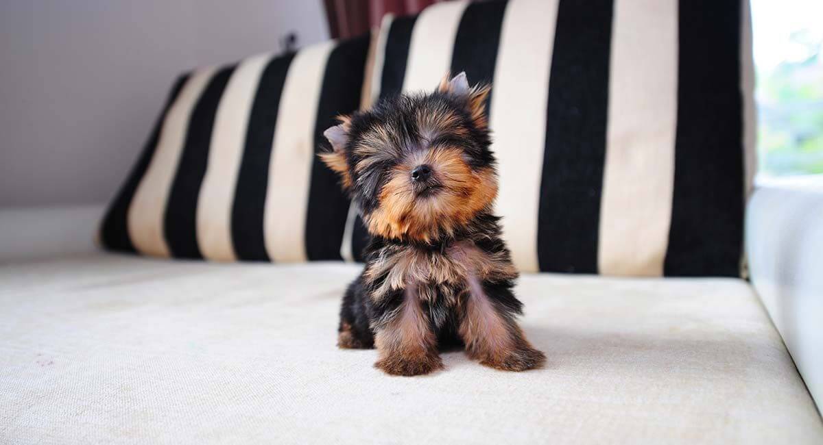 Teacup Yorkie Dog breed