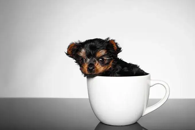 Teacup Yorkie