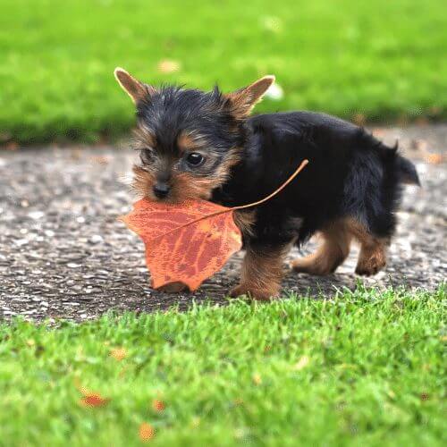 Teacup Yorkie dog breed