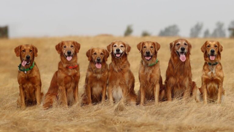 Types of Golden Retrievers