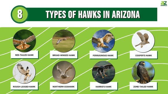 Types of Hawks in Arizona