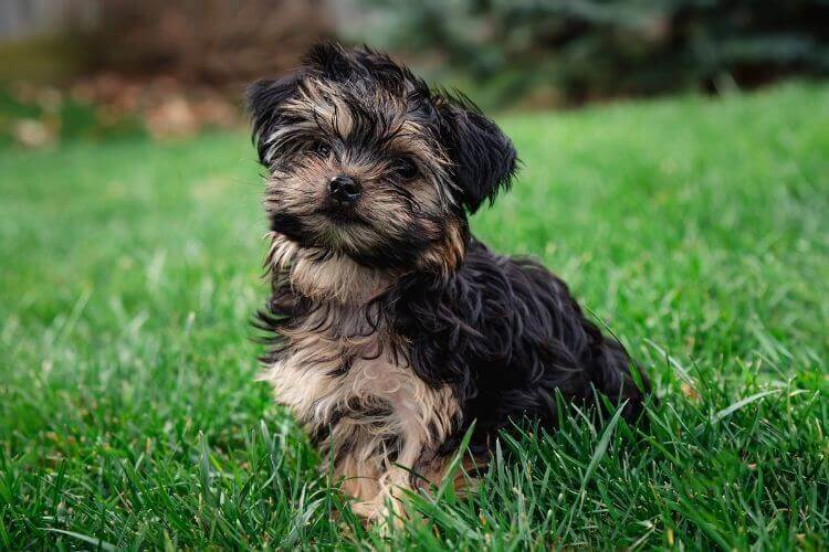 Yorkiepoo Doodle Dog Health and Lifespan