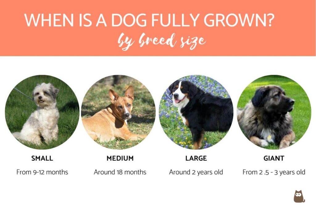 at what age do dogs stop growing