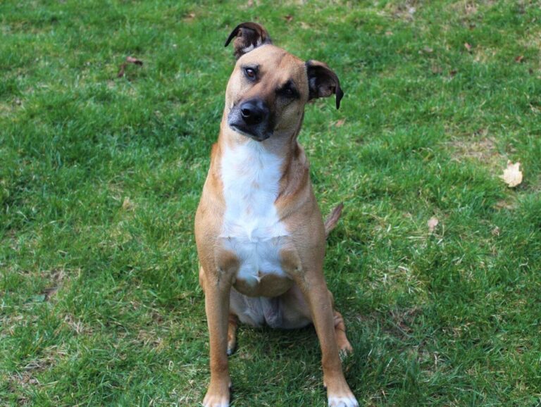 black mouth cur dog breed