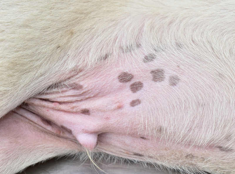 black specks on dog skin not fleas