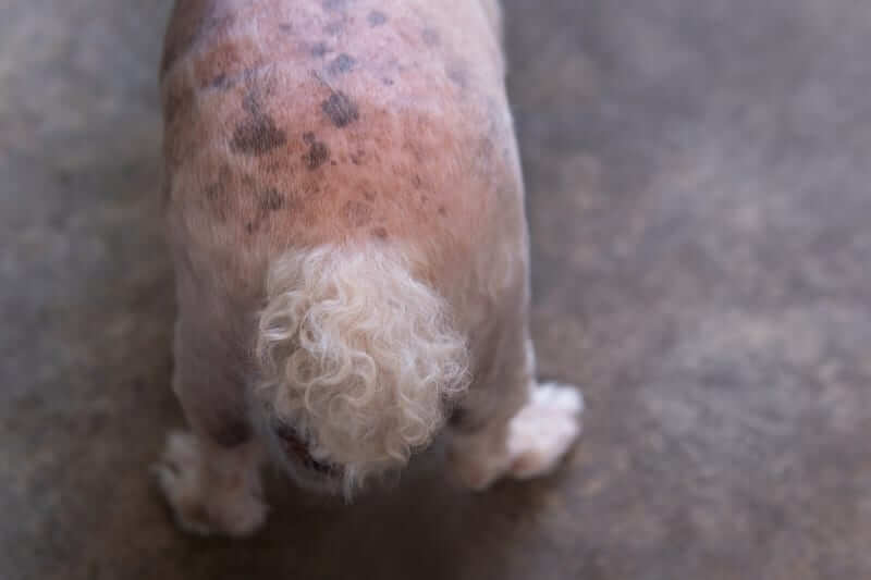 black spots on dogs skin