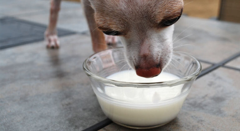 can dogs drink milk