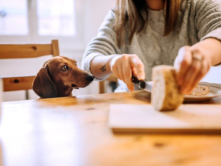 can dogs eat bread