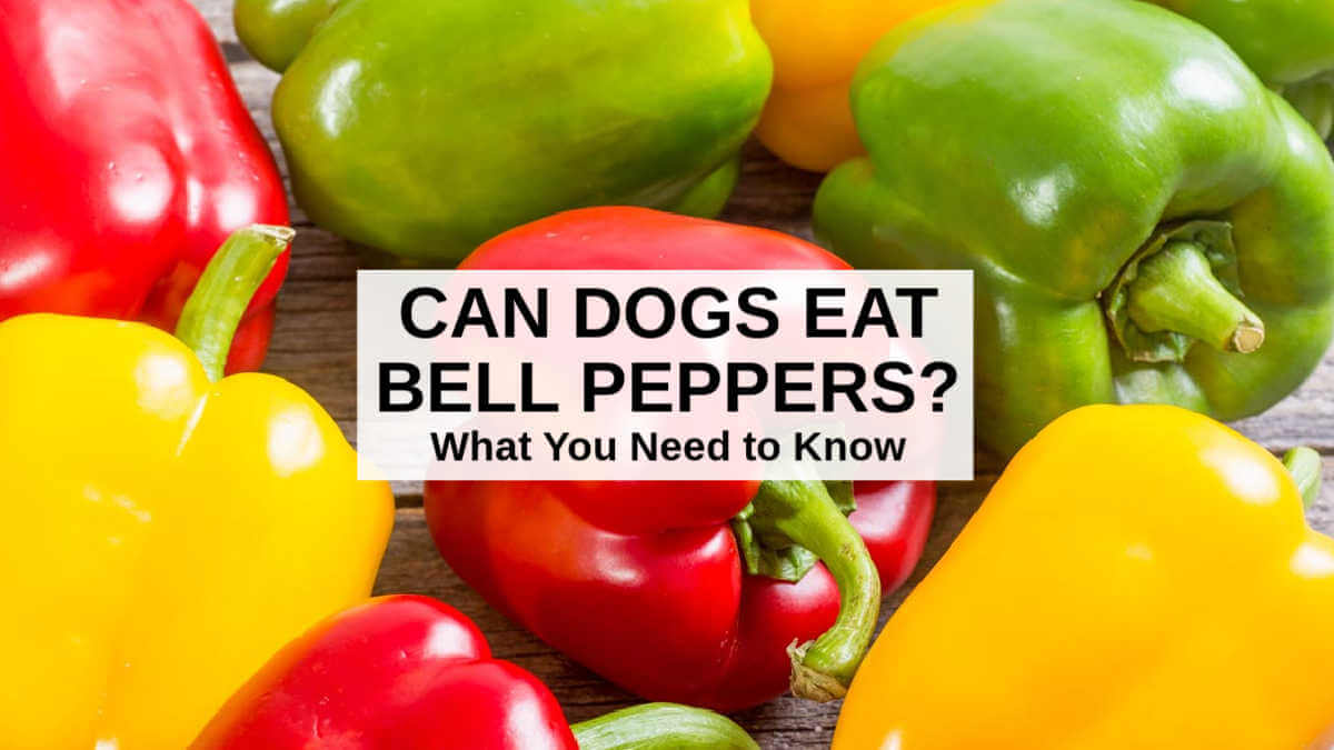 Can Dogs Eat Peppers Is Peppers Safe For Dogs Animal Gator