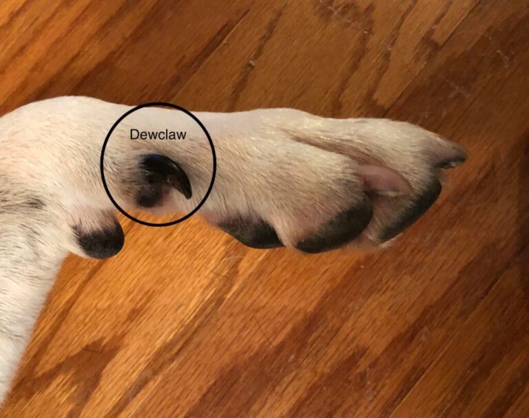 dewclaws on dogs