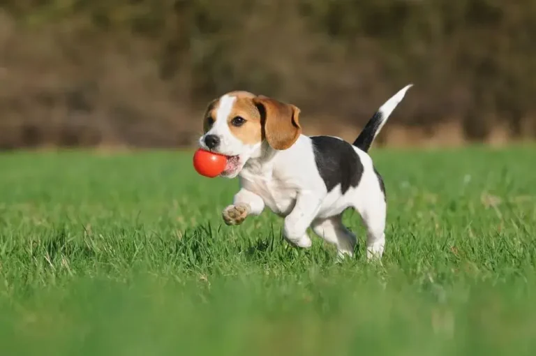 do beagles bark a lot