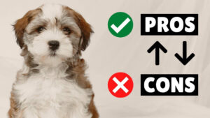 havanese pros and cons