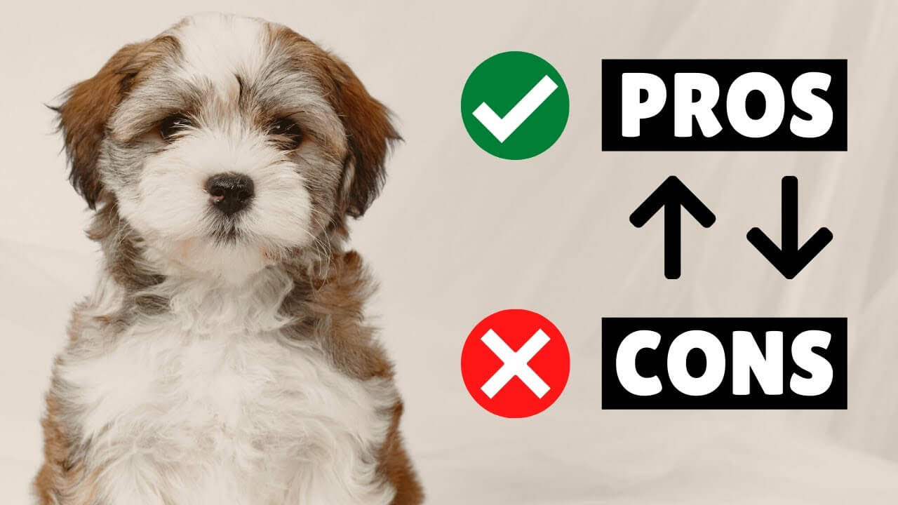 havanese pros and cons