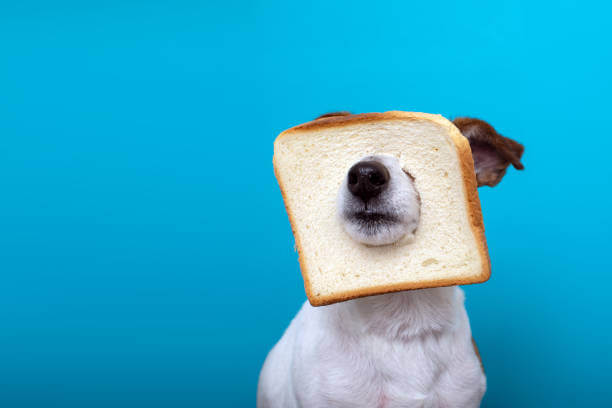 Dogs eat wheat bread best sale