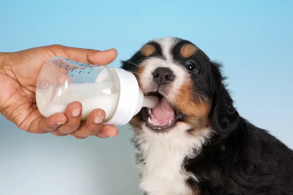 Types of Milk Dogs Can Drink