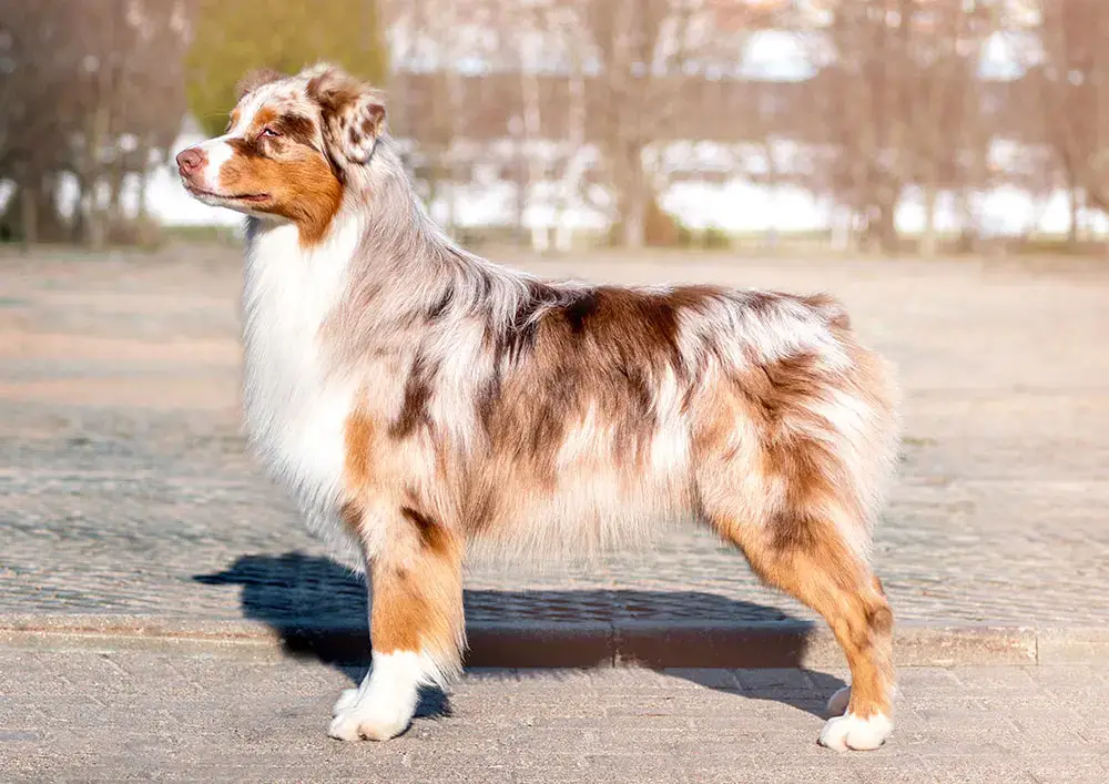 Mini Australian Shepherd Dog Physical Characteristics