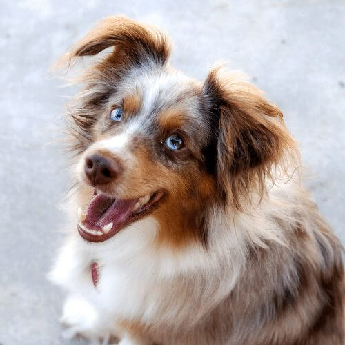 Mini Australian Shepherd Dog Breed Overview