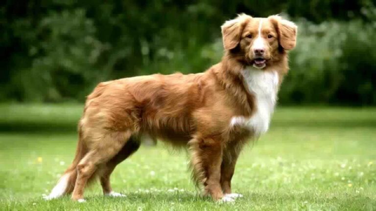 nova scotia duck tolling retriever dog breed