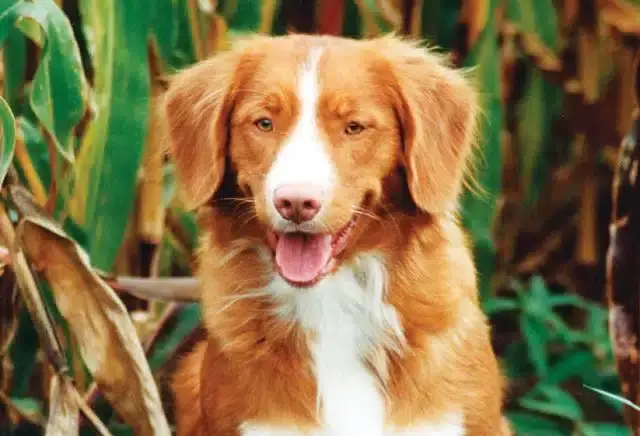 Nova Scotia Duck Tolling Retriever Dog Temperament and Personality