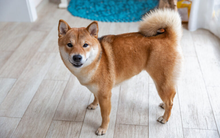 Shiba inu temperament