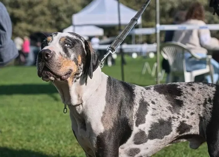 unique dog breeds