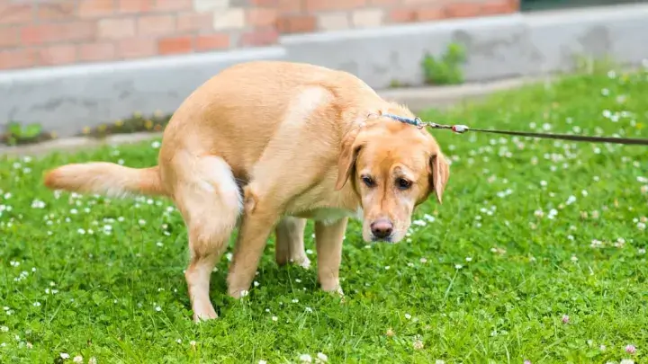 why do dogs eat poop