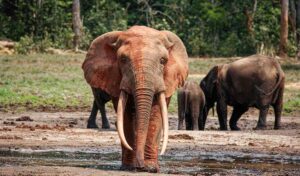 African Elephant: Facts, Behavior, Conservation, And More