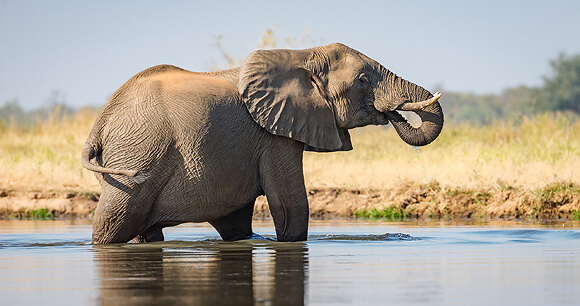 African Elephant