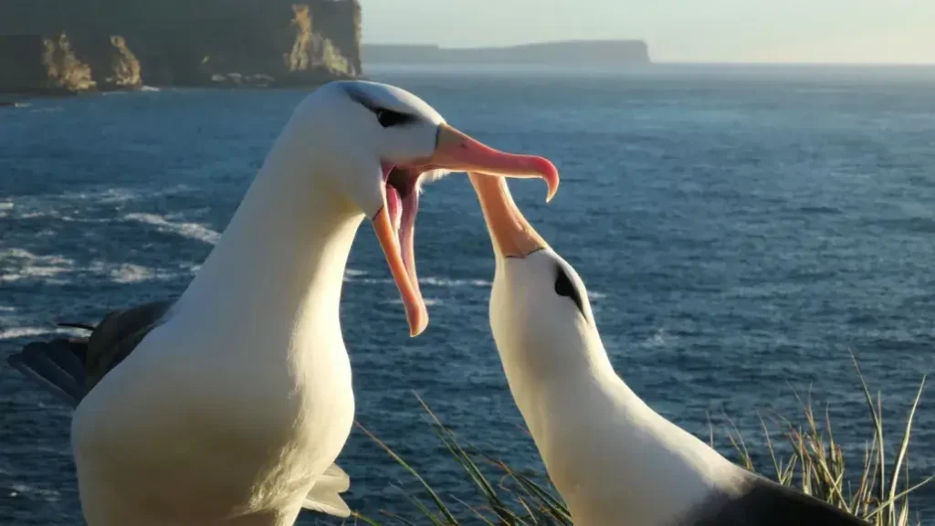 Albatross Behavior